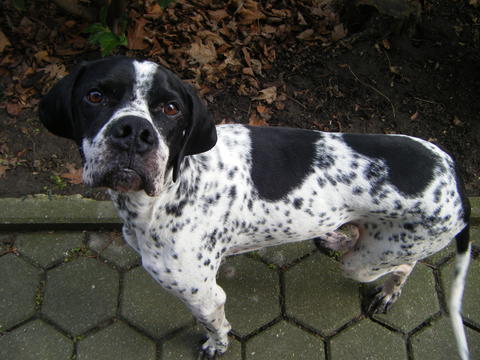 Manos - Traumpointer sucht ein traumhaftes Zuhause 12963876jc