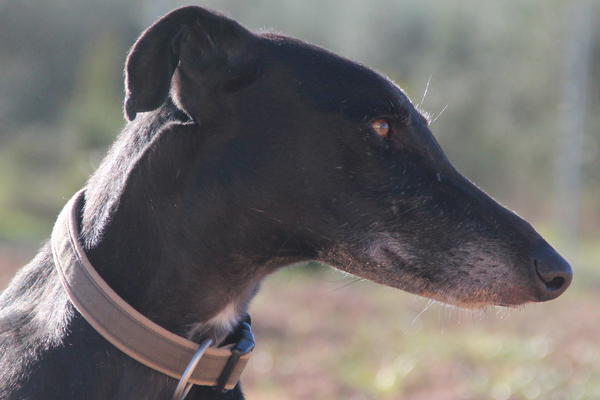 Galgo MERLIN aus Socuellamos sucht ... 12990075ce