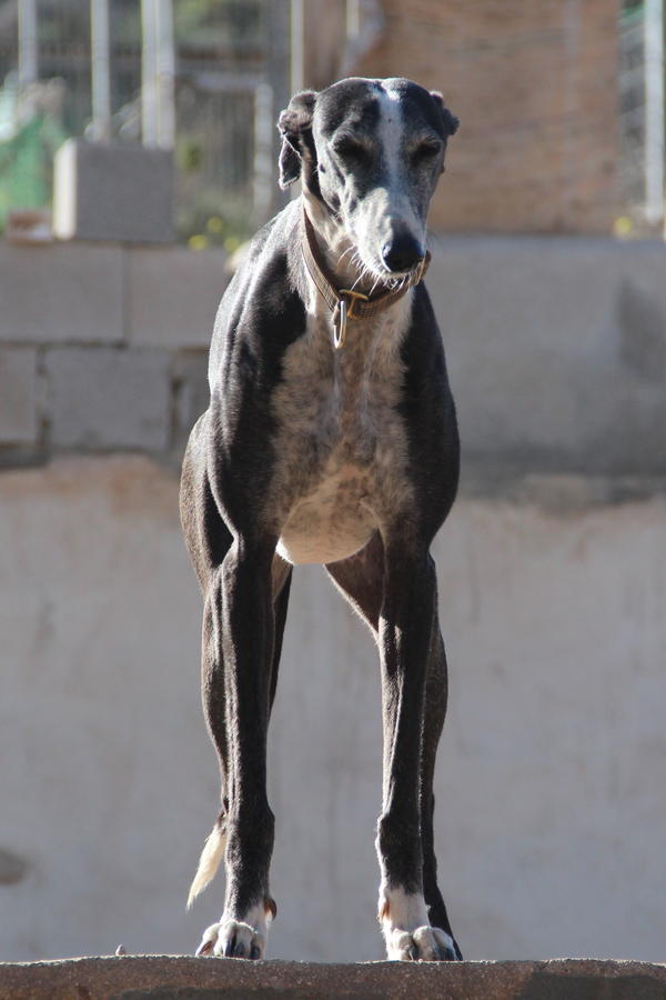 Galga VALENTINA aus Alhama de Murcia sucht ... 13006417qi