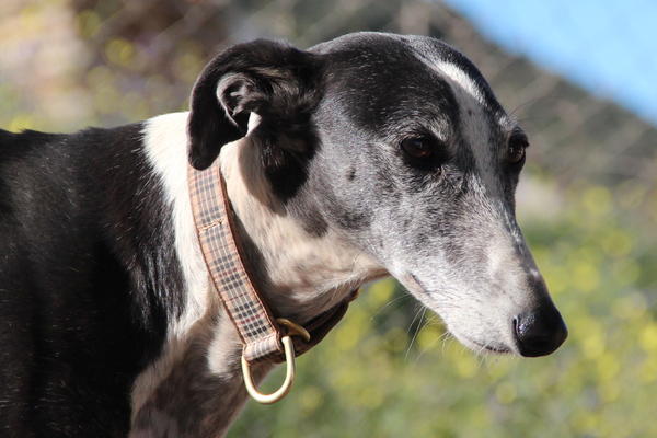 Galga VALENTINA aus Alhama de Murcia sucht ... 13006418ds