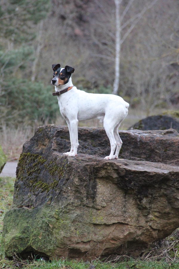 Ratonero Bodeguero Andaluz RAYO ARAMIS aus Lorca sucht ... - Seite 2 13054482du