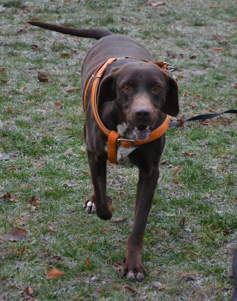 Karla - der Schokobomber ist da -vermittelt- 13114953qk