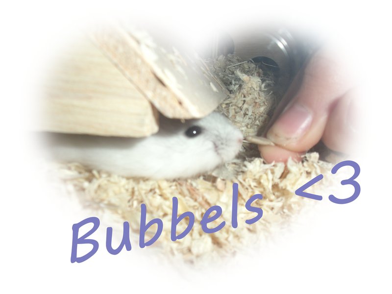 Kleine Hamster Flexi und Bubbels :) 13182021ua