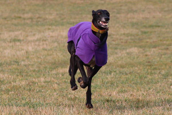 Galgo MERLIN aus Socuellamos sucht ... - Seite 2 13315858ya