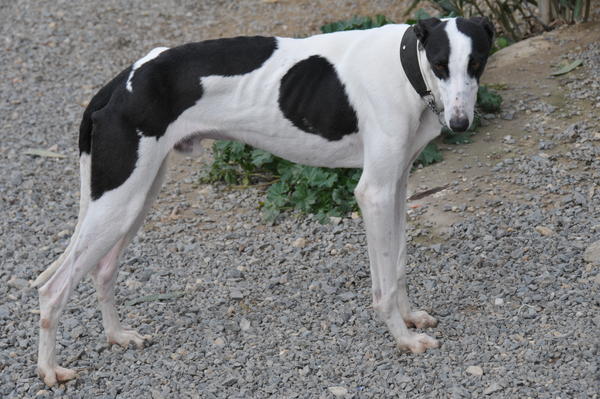 Galgo ORFEO aus San Anton sucht ... 13321340vn