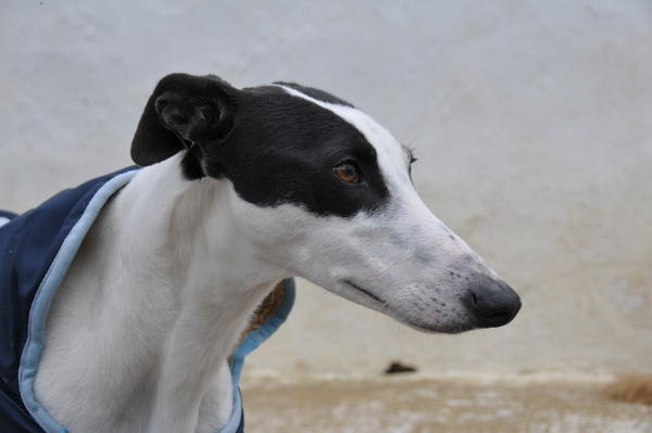 Galgo ORFEO aus San Anton sucht ... 13321341mo