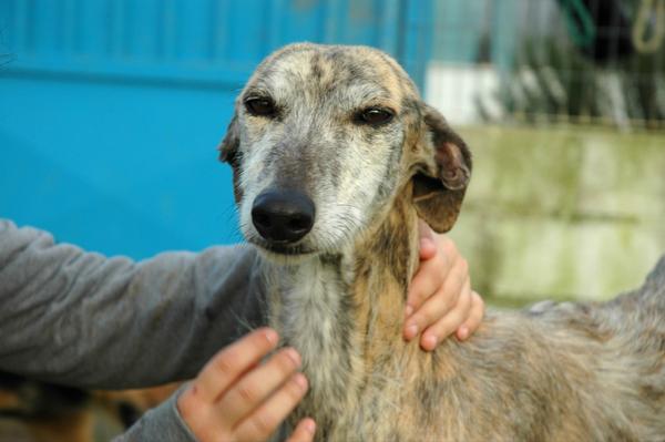 Galga MEGGIE aus Gesser sucht ... 13346364um