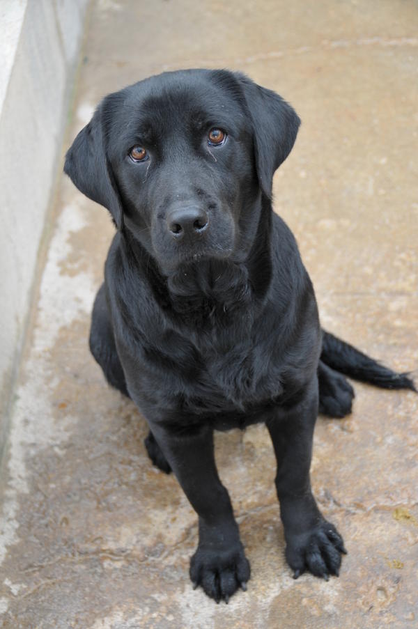 Labrador NANA aus San Anton sucht ... 13348630vd