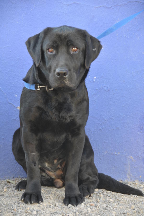 Labrador NANA aus San Anton sucht ... 13348631qz