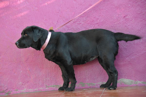 Labrador NANA aus San Anton sucht ... 13348632cs