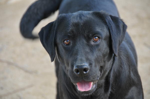 Labrador NANA aus San Anton sucht ... 13348633bt