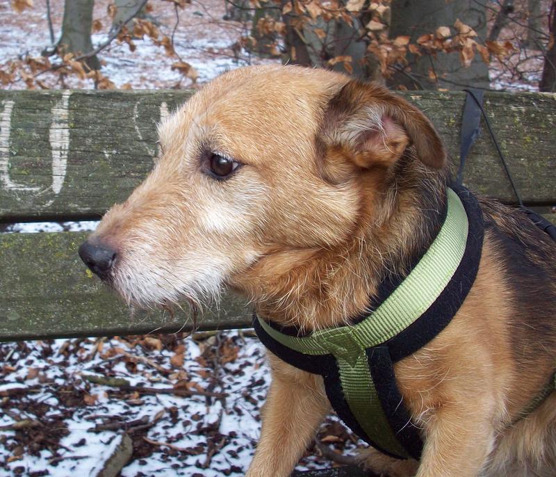 Jack - Hundeopa - Terrier - knapp 14 Jahre 13402377il