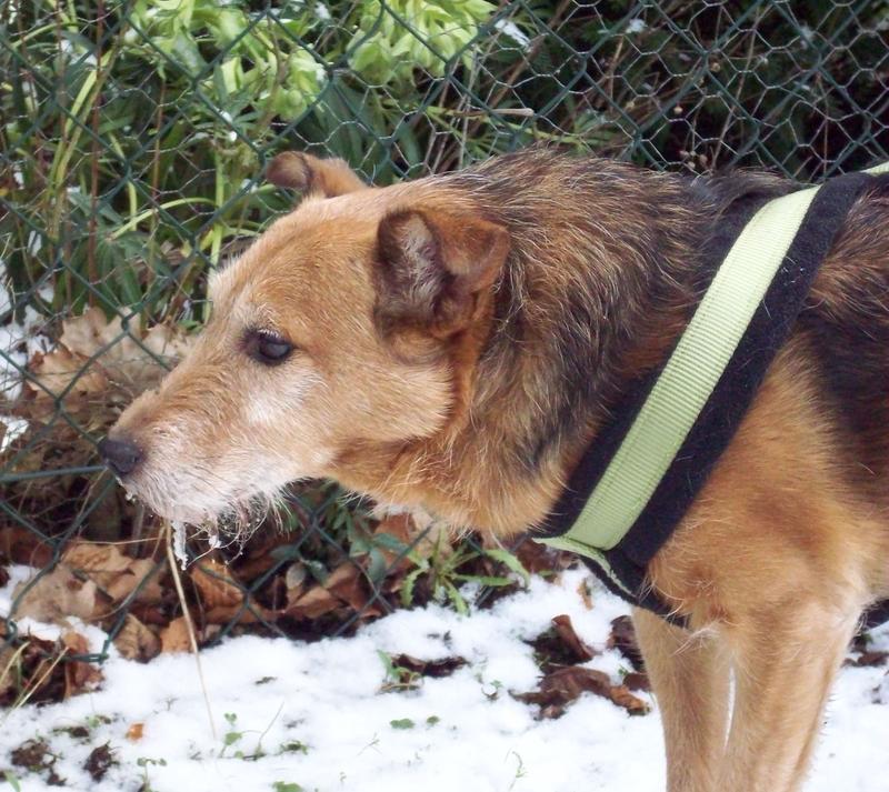 Jack - Hundeopa - Terrier - knapp 14 Jahre 13402394ex