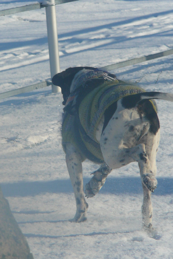  Jasper: ein Pachon Navarro auf der Suche nach einem verschmusten Zuhause - vermittelt- 13422634qh