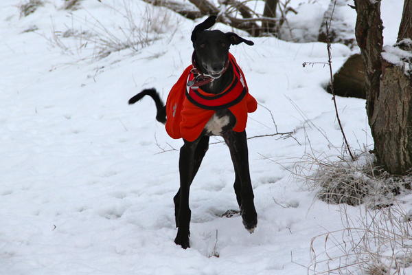 Galgo MERLIN aus Socuellamos sucht ... - Seite 2 13445989ob