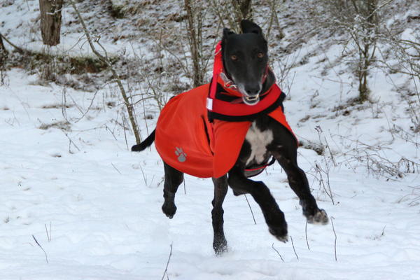 Galgo MERLIN aus Socuellamos sucht ... - Seite 2 13445991qv