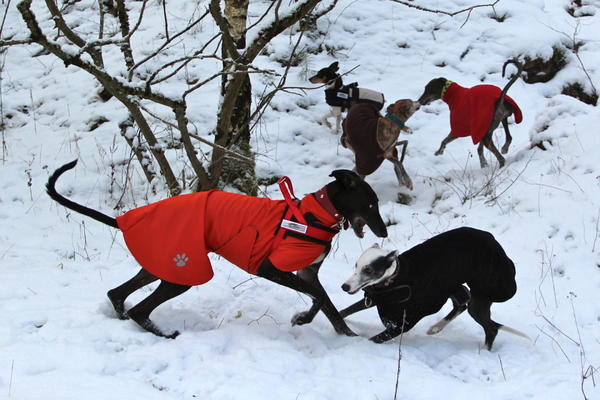 Galgo MERLIN aus Socuellamos sucht ... - Seite 2 13445992cj