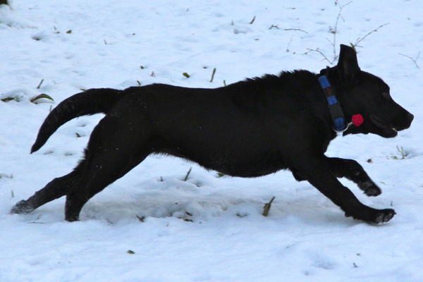 Labrador NANA aus San Anton sucht ... 13446037px