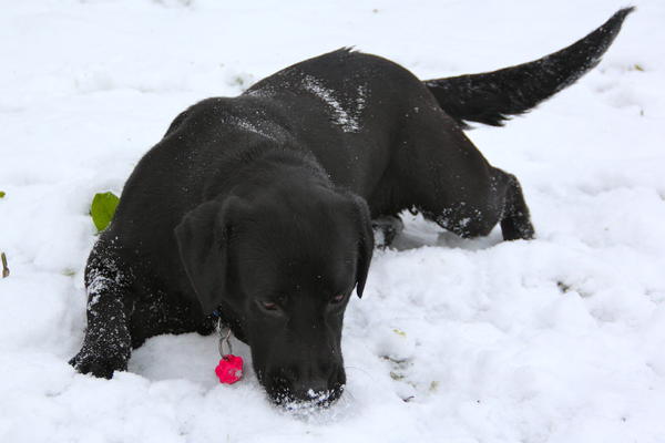 Labrador NANA aus San Anton sucht ... 13446038ye