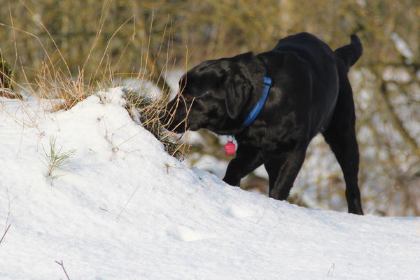 Labrador NANA aus San Anton sucht ... 13446043ed