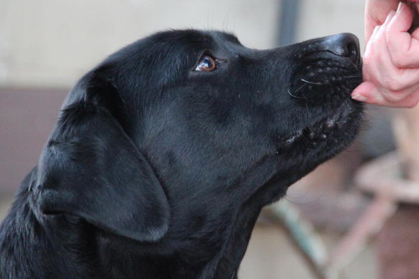 Labrador NANA aus San Anton sucht ... 13446045np