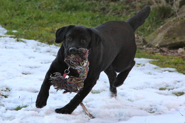 Labrador NANA aus San Anton sucht ... 13446049fs