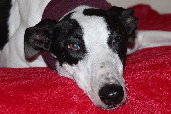 Galgo ORFEO aus San Anton sucht ... 13446099fo