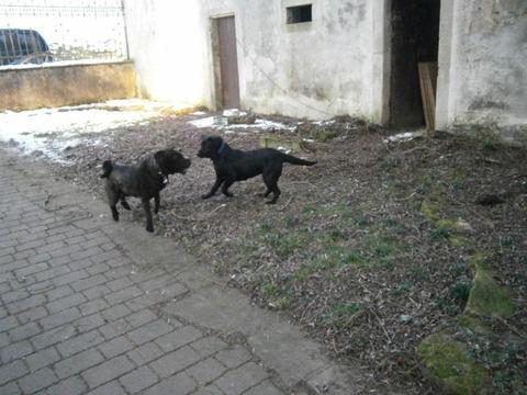 Labrador NANA aus San Anton sucht ... 13500183lg