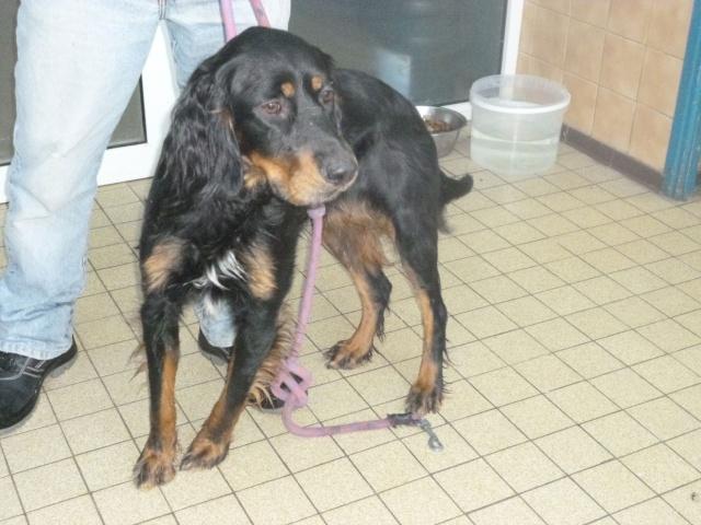 Gorden Setter sucht 13500707uk