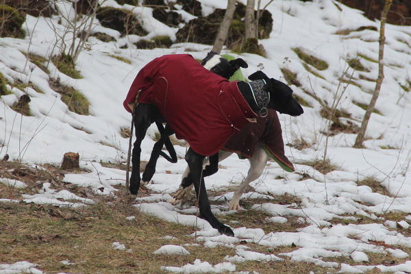 Galgo ORFEO aus San Anton sucht ... 13571613dm