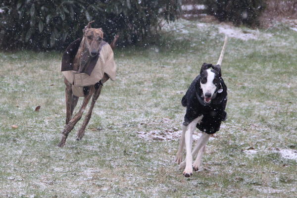 Galgo ORFEO aus San Anton sucht ... 13571616kg