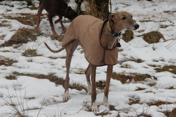 Galga Saba (jetzt GWENA) aus Murcia sucht ...  13573473wt