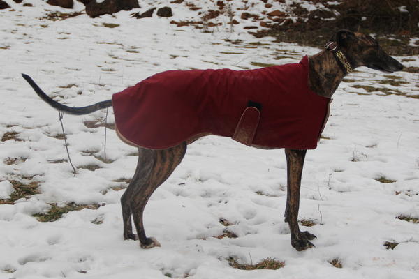 Galgo NEO aus San Anton sucht ... - Seite 6 13573474vr