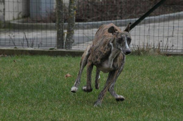 Galgo ROMEO aus Alhama de Murcia sucht ... - Seite 4 13670663ye