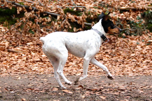 Ratonero Bodeguero Andaluz RAYO ARAMIS aus Lorca sucht ... - Seite 2 13722290ab