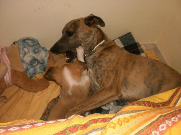 Galgo-Mischling PIPO aus Cadiz sucht ... 13769977mr