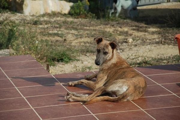 Galgo-Mischling PIPO aus Cadiz sucht ... 13769978lz