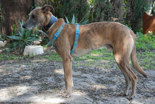 Galgo-Mischling PIPO aus Cadiz sucht ... 13769979fi