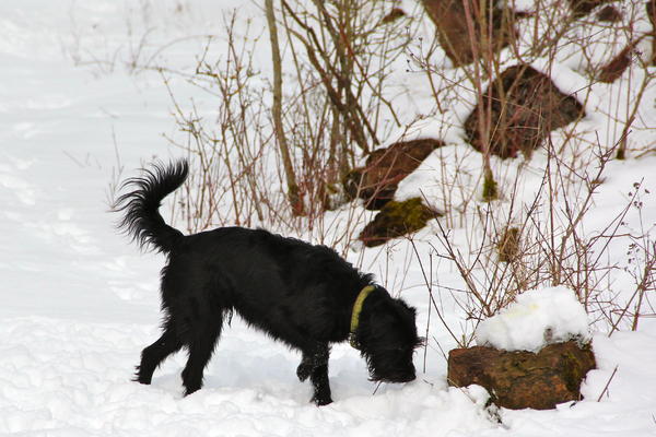 Mischlingshund DOBY aus Alcoy sucht ... 13791966tr