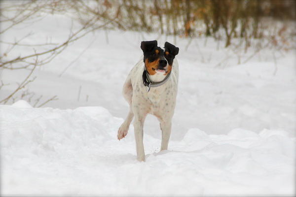 Ratonero Bodeguero Andaluz RAYO ARAMIS aus Lorca sucht ... - Seite 2 13792468vl