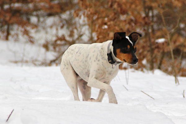 Ratonero Bodeguero Andaluz RAYO ARAMIS aus Lorca sucht ... - Seite 2 13792469bb