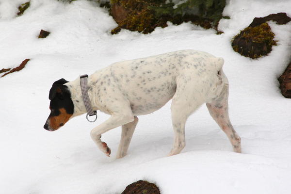 Ratonero Bodeguero Andaluz RAYO ARAMIS aus Lorca sucht ... - Seite 2 13792471bj