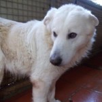 Hunde in Italien - ein ganzes Leben im Canile - Seite 2 13806159cl