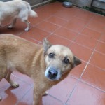 Hunde aus Italien suchen ein Zuhause!!! Ein ganzes Leben im Canile! 13806161is