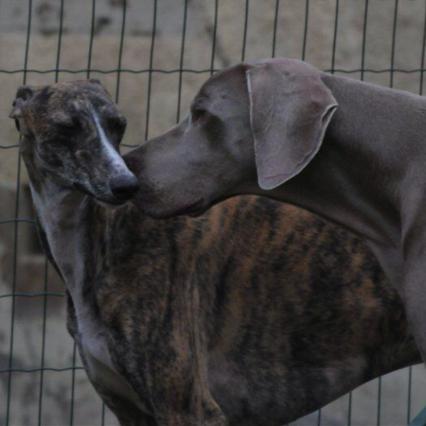 Galgo ROMEO aus Alhama de Murcia sucht ... - Seite 4 13936880em