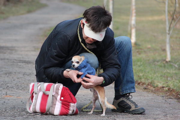 Chihuahua Stecha (jetzt SASHA) aus Luxemburg sucht ... 14020801ir