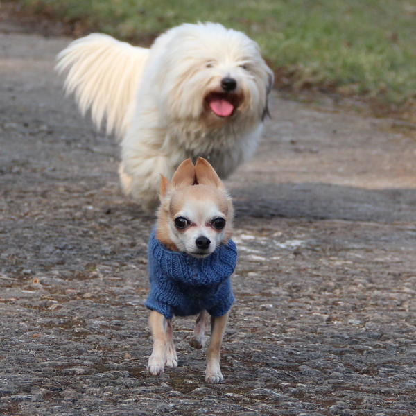 Chihuahua Stecha (jetzt SASHA) aus Luxemburg sucht ... 14020802kt