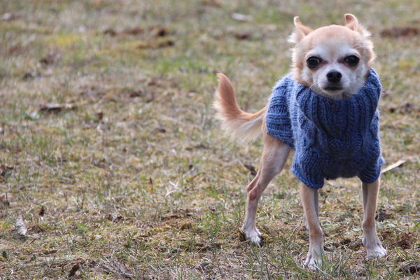 Chihuahua Stecha (jetzt SASHA) aus Luxemburg sucht ... 14020804jr