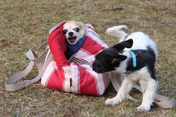 Chihuahua Stecha (jetzt SASHA) aus Luxemburg sucht ... 14020952rh