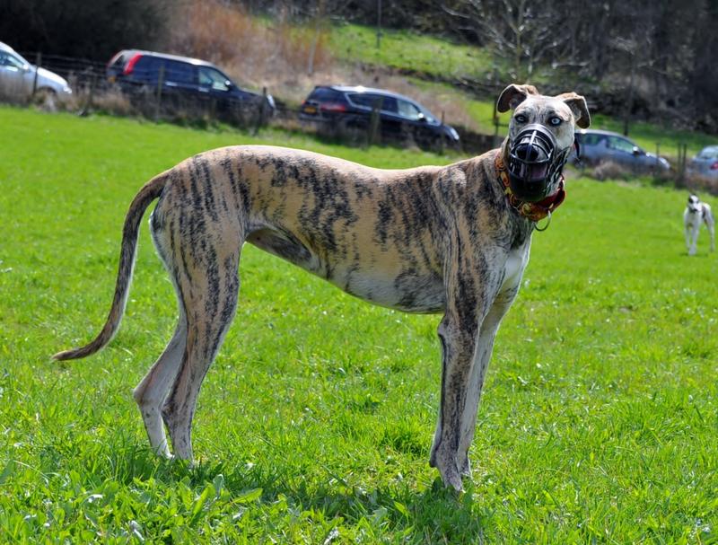 Galga COSMA aus Ramonete sucht ... - Seite 2 14130057qd